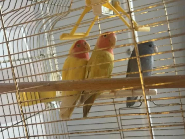 Sarı Kırmızı Çift Papağanımız Ve Yavru Forpus Mavi Özel