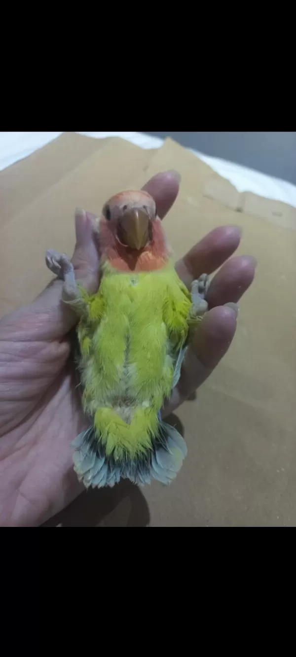 Full Evcil Nadir Renk Lila Kuyruklu Sevda Papağanı Yavrusu