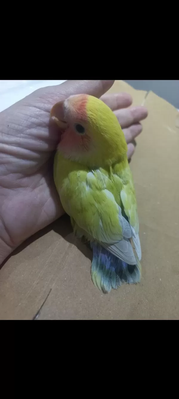 Full Evcil Nadir Renk Lila Kuyruklu Sevda Papağanı Yavrusu