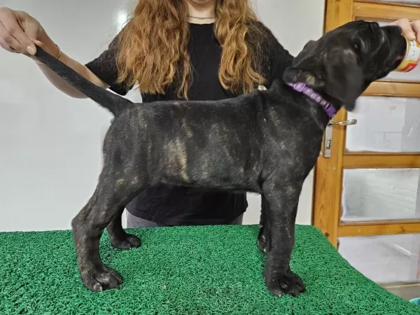 Kif Fci Secereli Cane Corso Şampiyon Yavruları Full Aşı