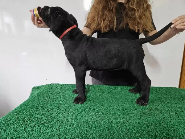 Kif Fci Secereli Cane Corso Şampiyon Yavruları Full Aşı