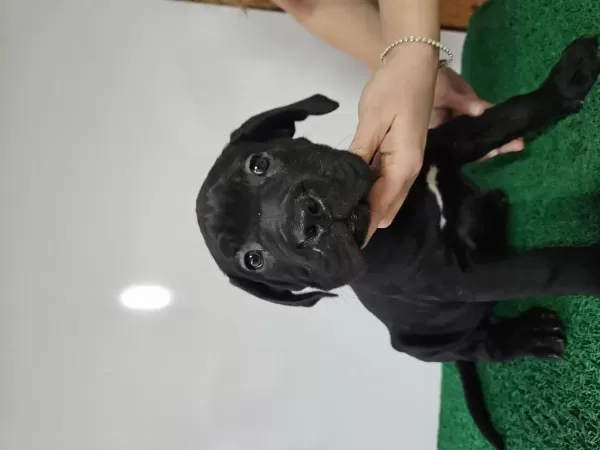 Kif Fci Secereli Cane Corso Şampiyon Yavruları Full Aşı