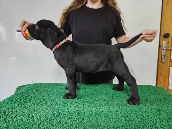 Kif Fci Secereli Cane Corso Şampiyon Yavruları Full Aşı