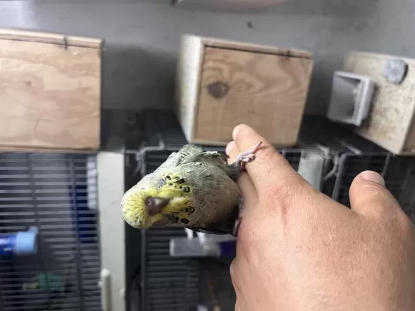 Jumbo Ele Alıştırmalık Muhabbet Kuşu Yavrular
