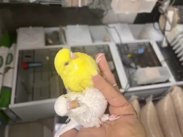 Jumbo Ele Alıştırmalık Muhabbet Kuşu Yavrular