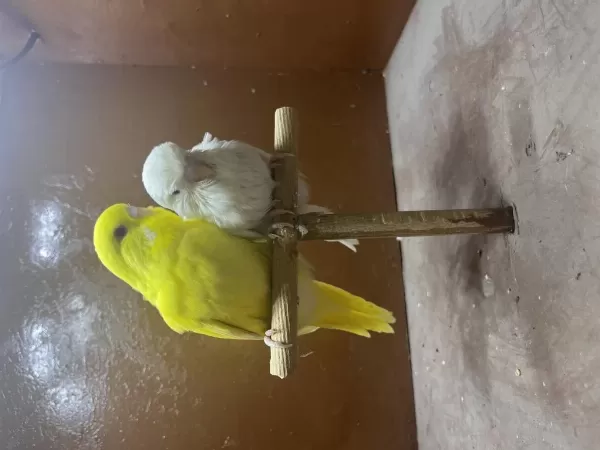 Jumbo Ele Alıştırmalık Muhabbet Kuşu Yavrular