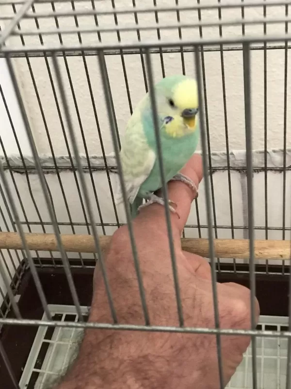 Sağlıklı Muhabbet Kuşumuz
