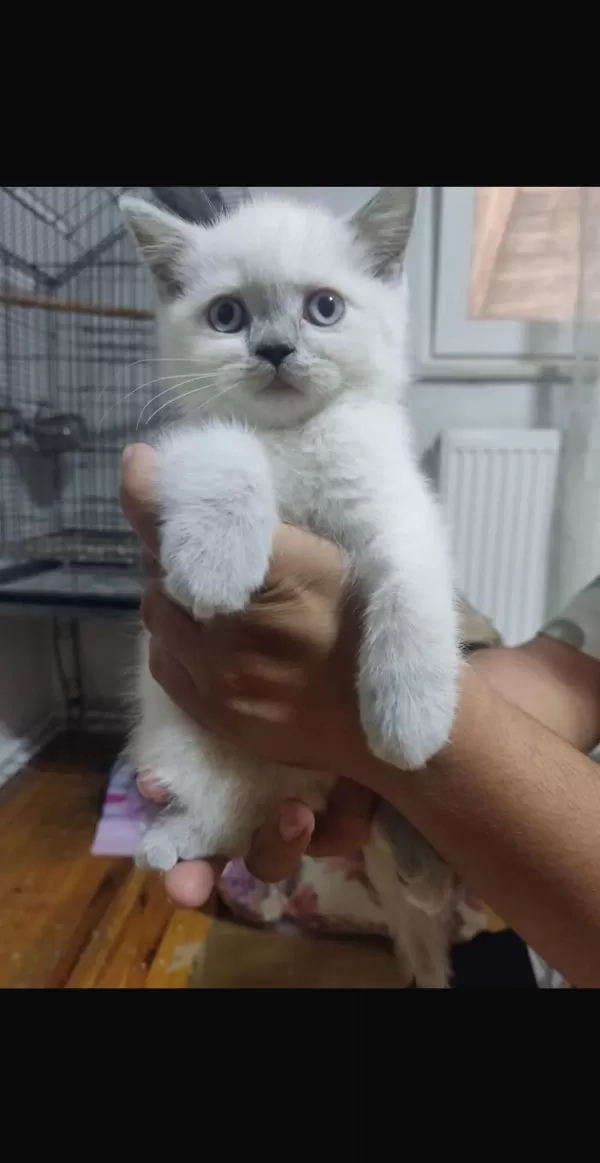 2 Aylık Mavi Gözlü Erkek British Shorthair