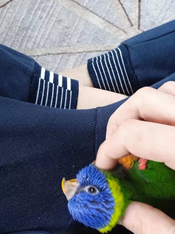Full Evcil Lori Papağanı
