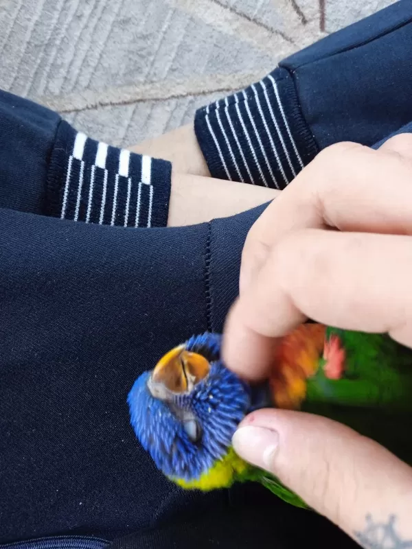Full Evcil Lori Papağanı