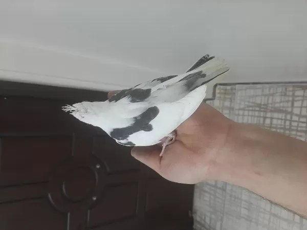 3 Aylık Sultan Papağanı Yavrusu