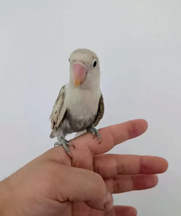 Yavru Erkek Cennet Papağanı