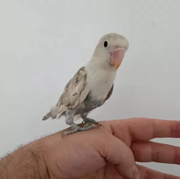 Yavru Erkek Cennet Papağanı