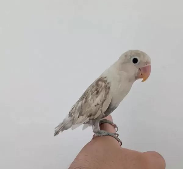 Yavru Erkek Cennet Papağanı