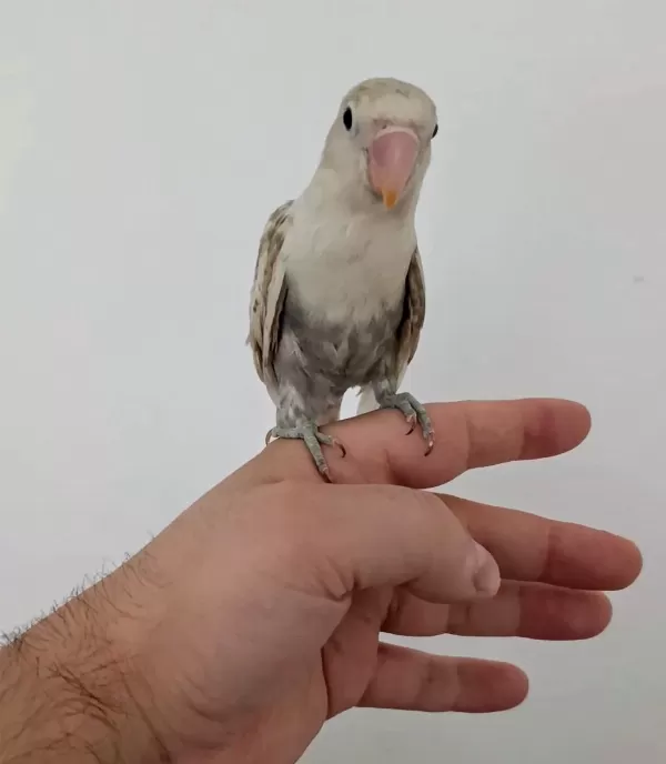 Yavru Erkek Cennet Papağanı