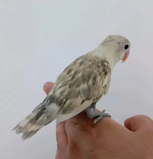 Yavru Erkek Cennet Papağanı