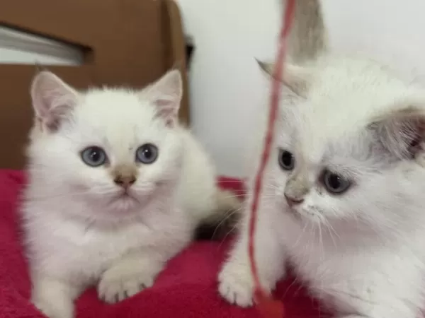 Karbeyaz Mavi Gözlü British Shorthair Yavrularımız