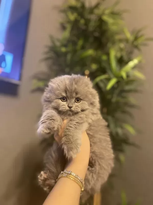 Scottish Fold Yavrularim