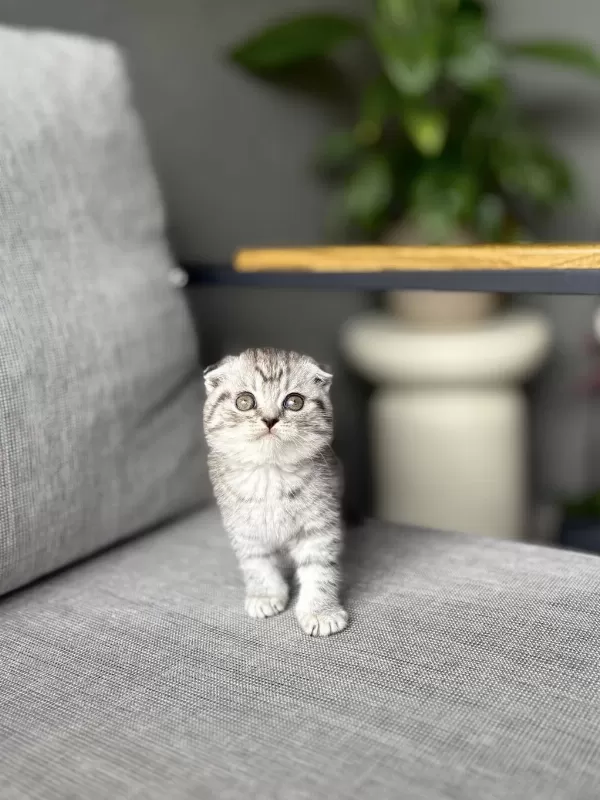 Scottish Fold Sevimli Yavrularim