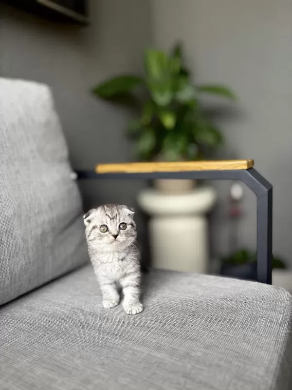 Scottish Fold Sevimli Yavrularim
