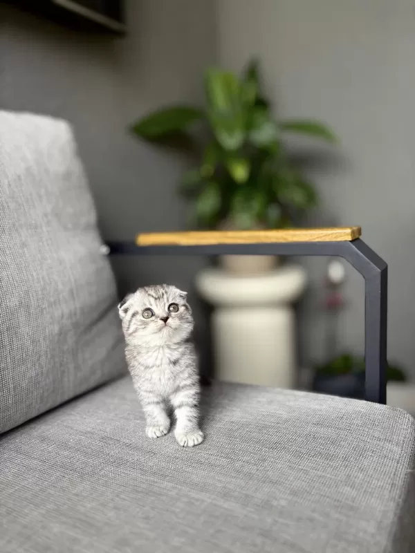 Scottish Fold Sevimli Yavrularim