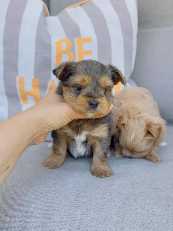 Show Kalite Tea Cup Morkie Yavrular Petmode Den