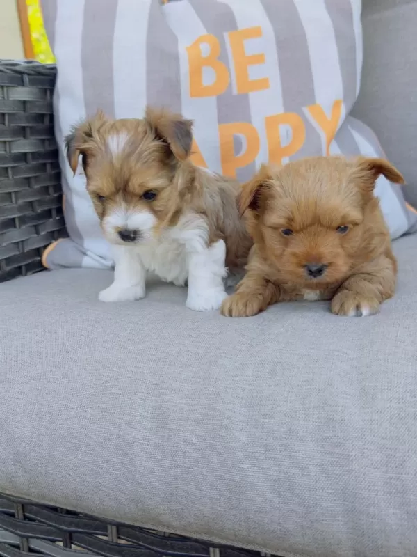Show Kalite Tea Cup Morkie Yavrular Petmode Den