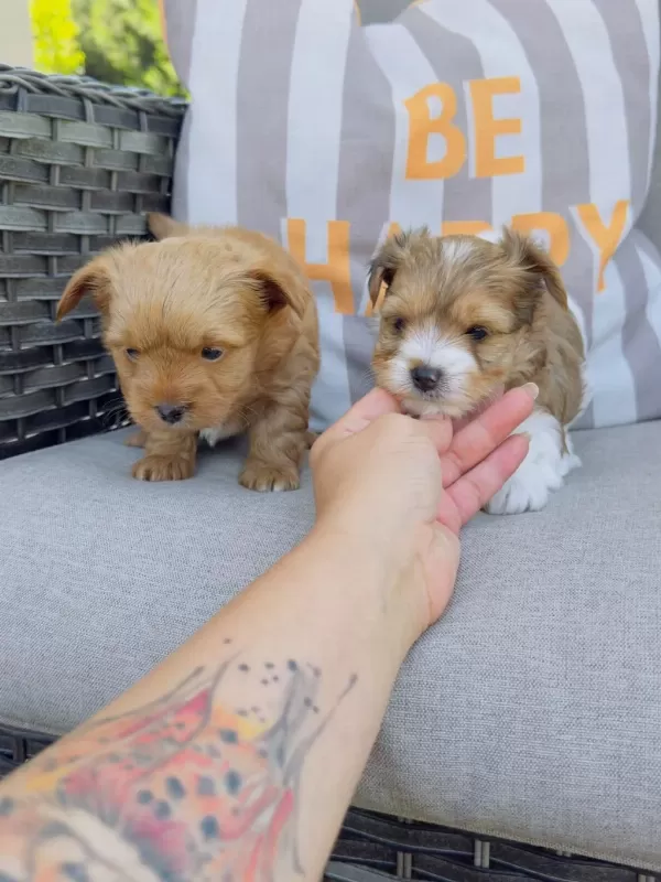 Show Kalite Tea Cup Morkie Yavrular Petmode Den