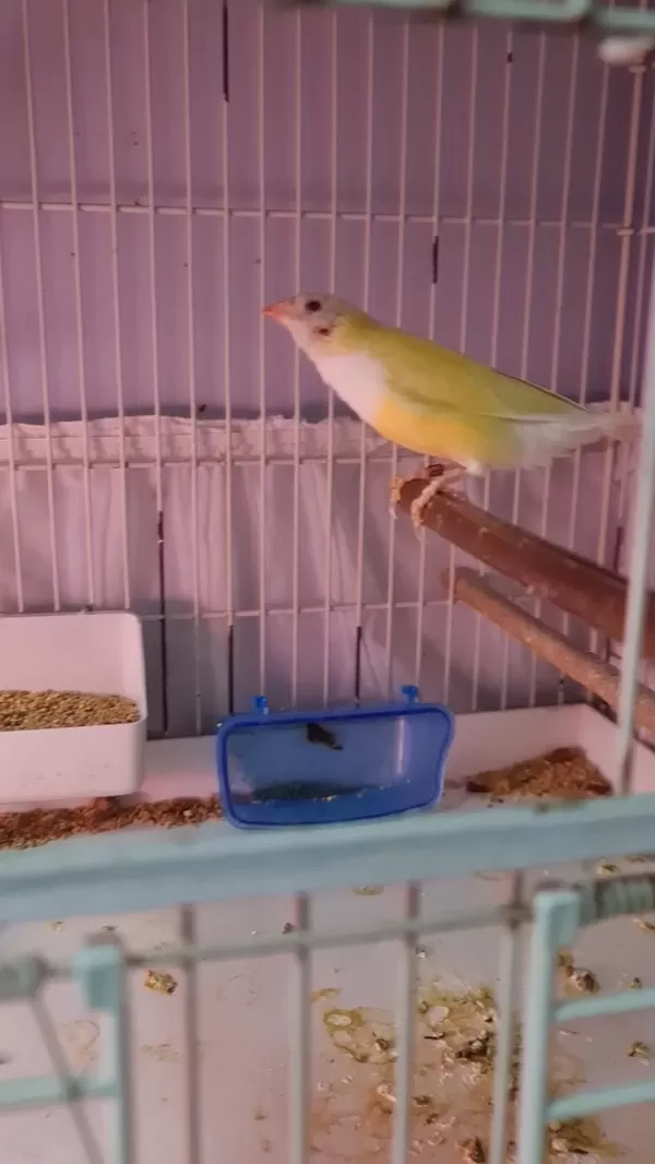 Çift Goldian Finch (gökkuşağı İspinozu)