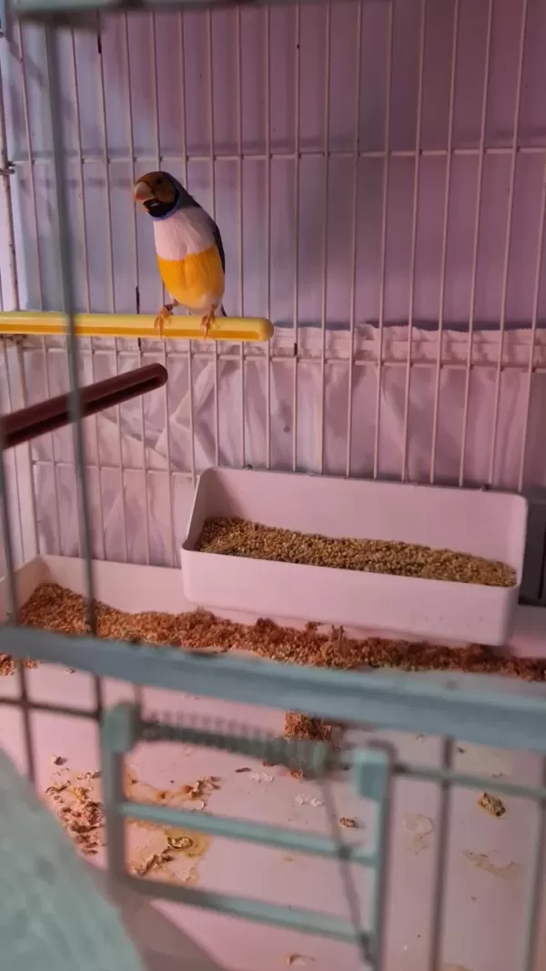 Çift Goldian Finch (gökkuşağı İspinozu)
