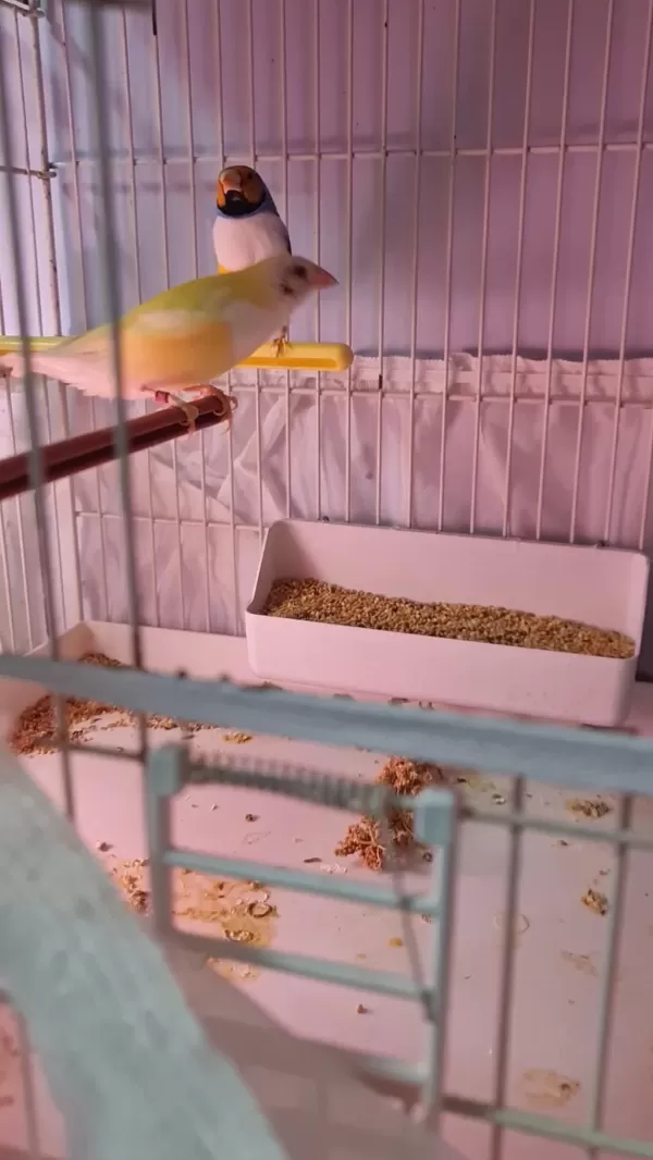 Çift Goldian Finch (gökkuşağı İspinozu)