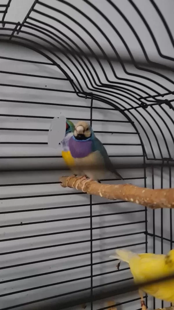 Çift Goldian Finch (gökkuşağı İspinozu)