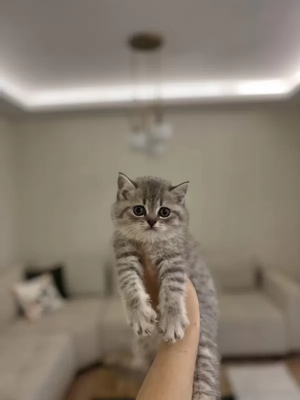 British Shorthair Yavrularim