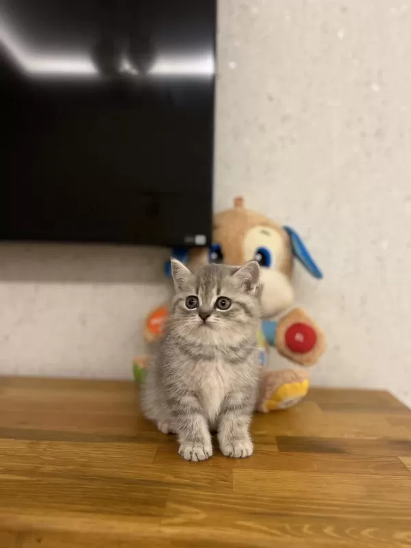 Evinizin Neşesi British Shorthair Yavrular