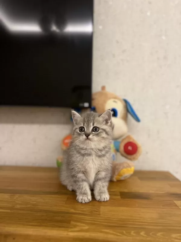 Evinizin Neşesi British Shorthair Yavrular