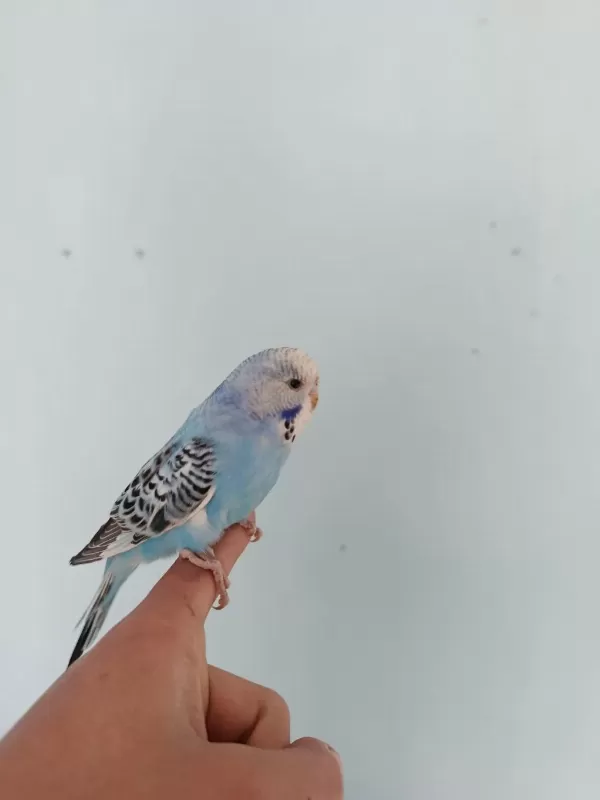 Yavru Muhabbet Kuşu 3 Aylık