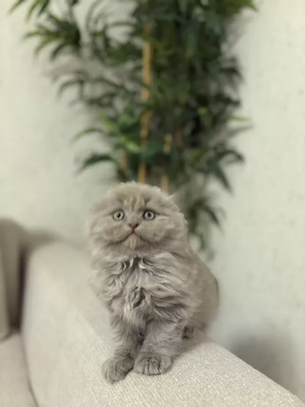 Scottish Fold Lilak Yavrularim Teslime Hazir