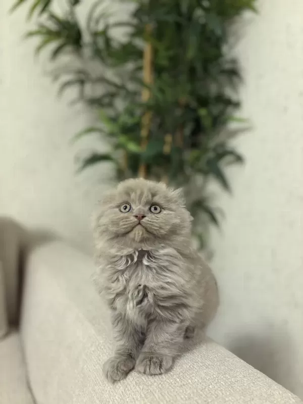 Scottish Fold Lilak Yavrularim Teslime Hazir