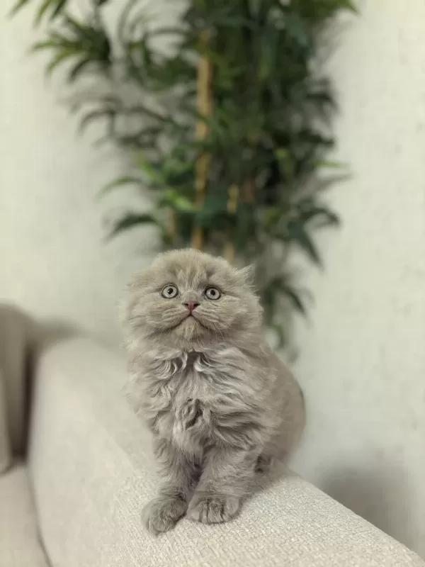 Scottish Fold Lilak Yavrularim Teslime Hazir