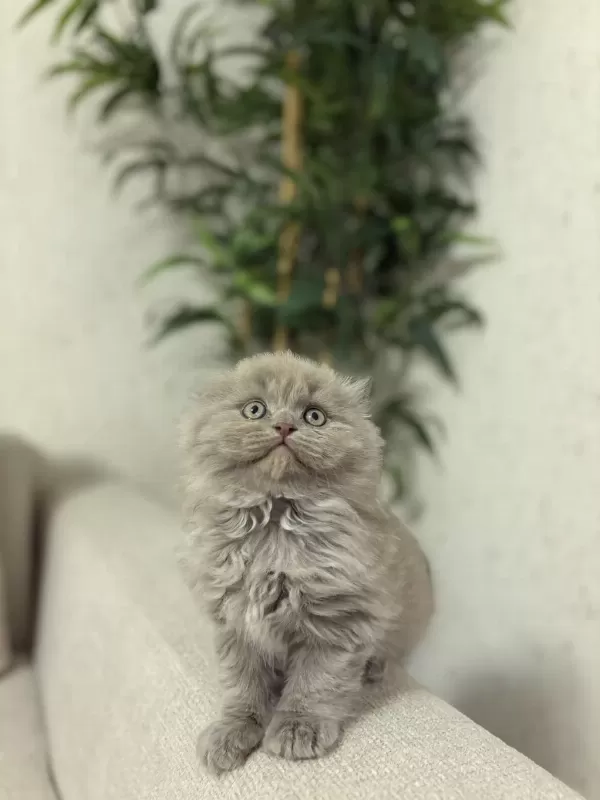 Scottish Fold Lilak Yavrularim Teslime Hazir