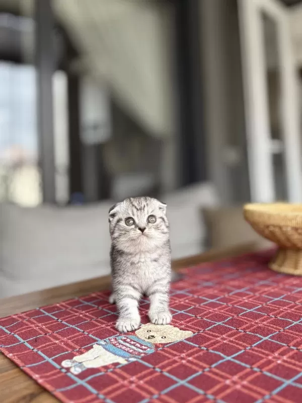 Scottish Fold İrk Garantili Yavrularim