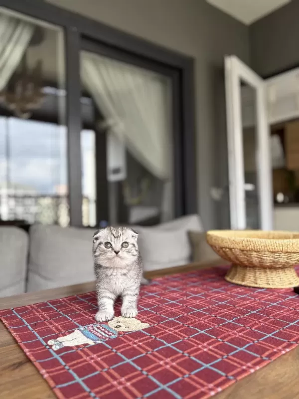 Scottish Fold İrk Garantili Yavrularim