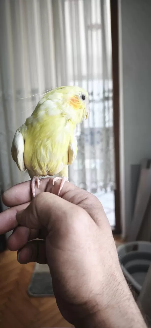 30-40 Günlük Bebek Lutino Kirmizi Göz Sultan Papağani