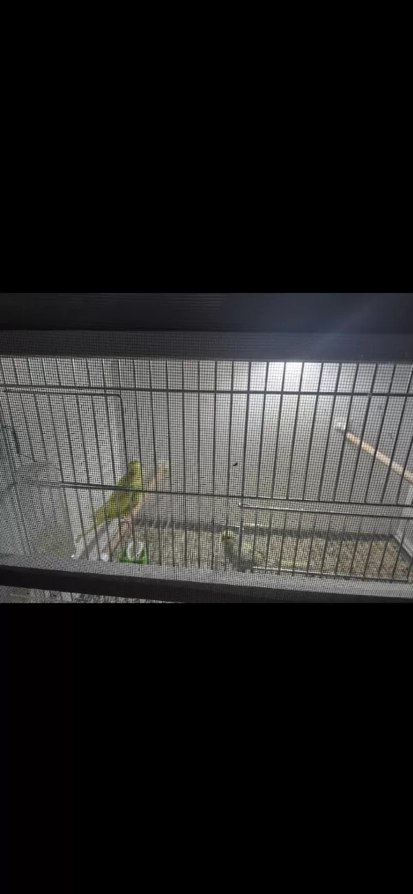 Çift Yavru Muhabbet Kuşu Ne Ararsan Var