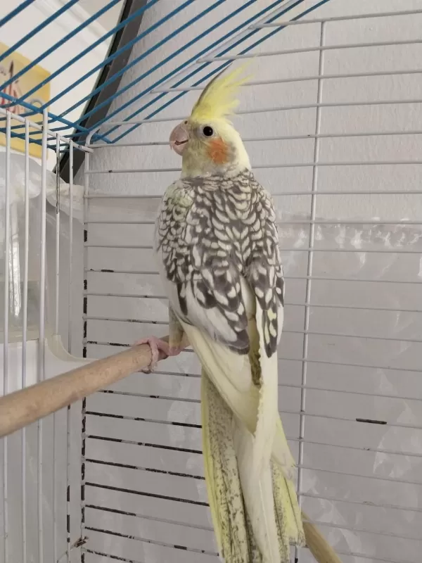 Çok Sağlıklı Pearl Sultan Papağanı