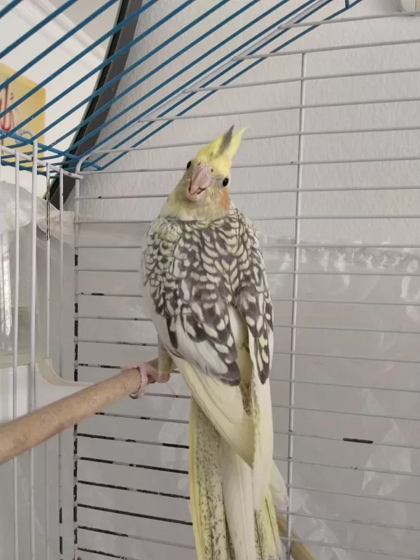 Çok Sağlıklı Pearl Sultan Papağanı