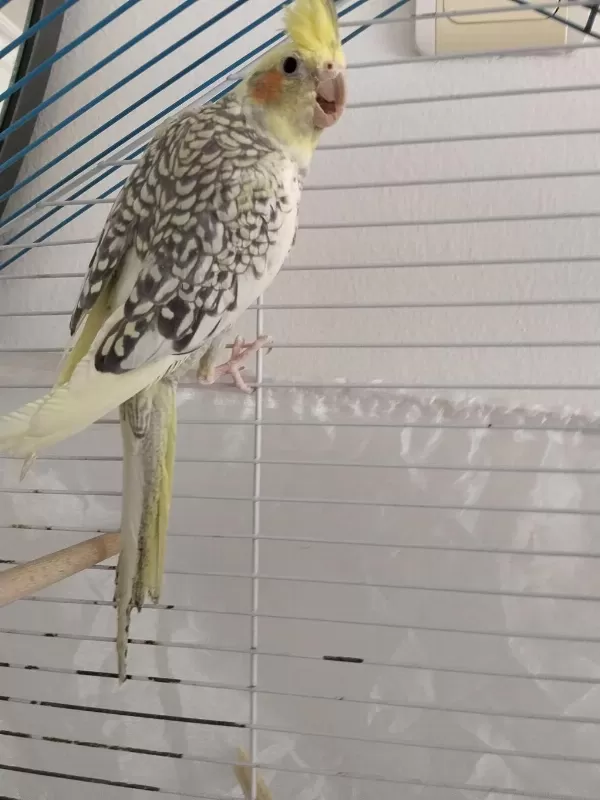 Çok Sağlıklı Pearl Sultan Papağanı