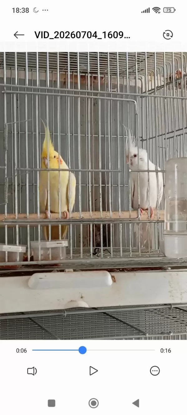 2 Erkek Sultan Papağanı