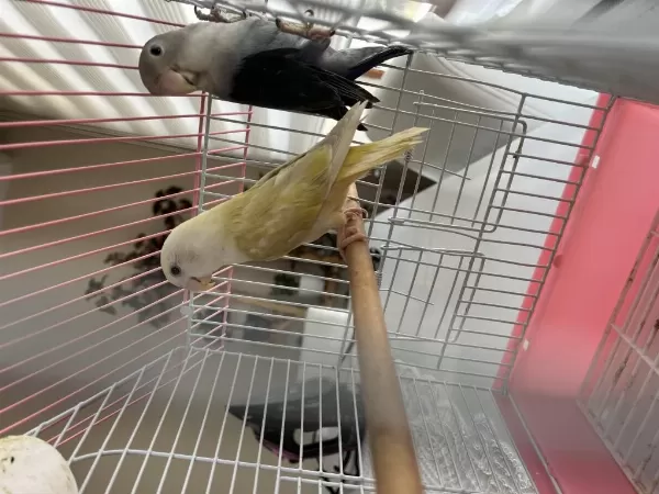 Harika Yavru Bebek Kuşlar