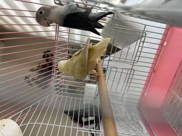Harika Yavru Bebek Kuşlar